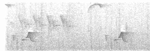 Troglodyte à poitrine grise (leucophrys/boliviana) - ML571170281