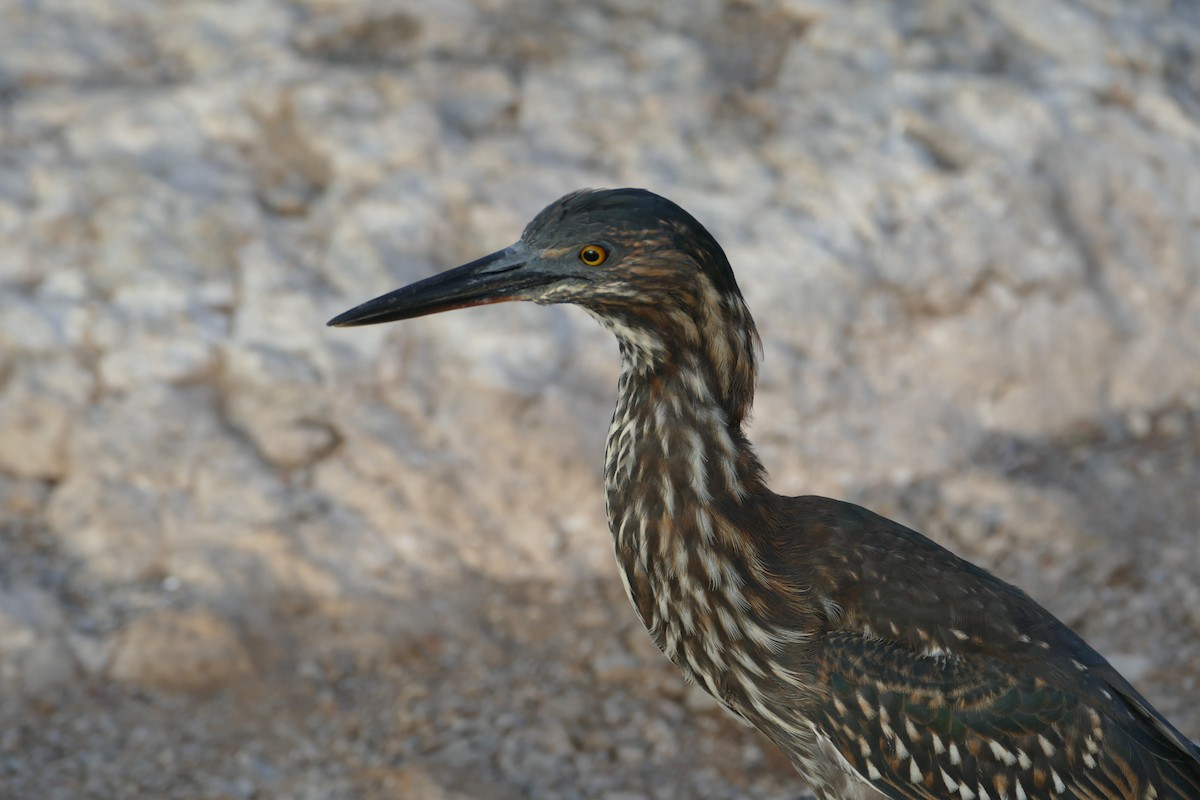 Striated Heron (Galapagos) - Peter Kaestner