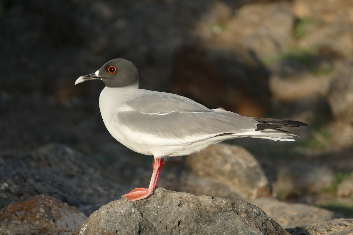 Swallow-tailed Gull - Peter Kaestner