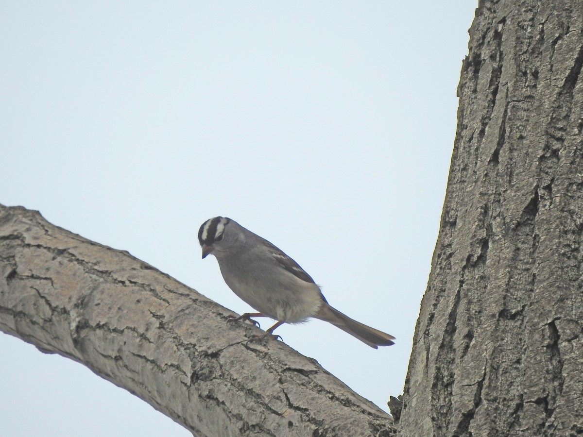 White-crowned Sparrow - ML571175061