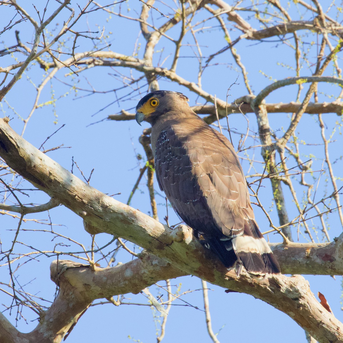 Crested Serpent-Eagle - ML571176331