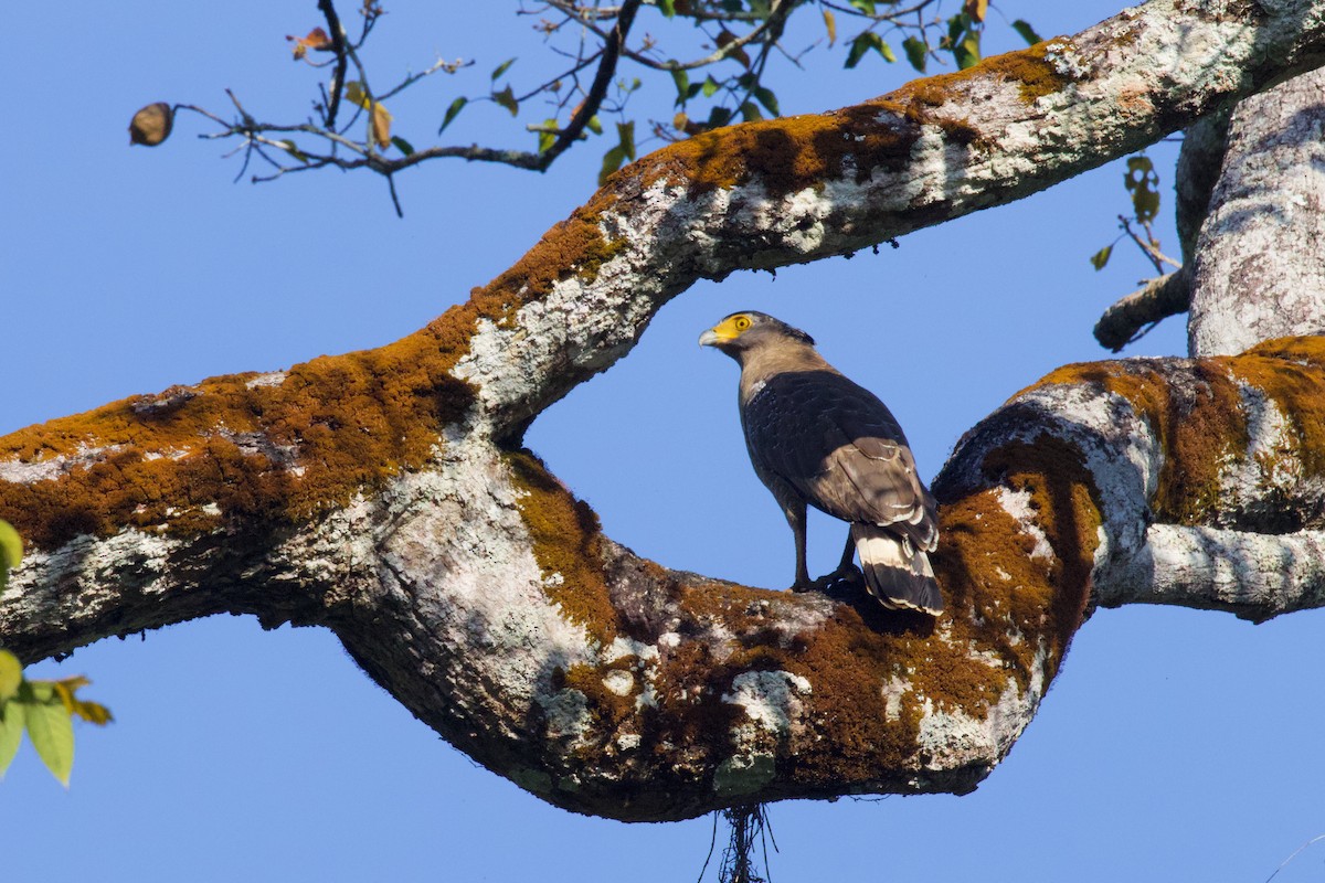 Crested Serpent-Eagle - ML571176341