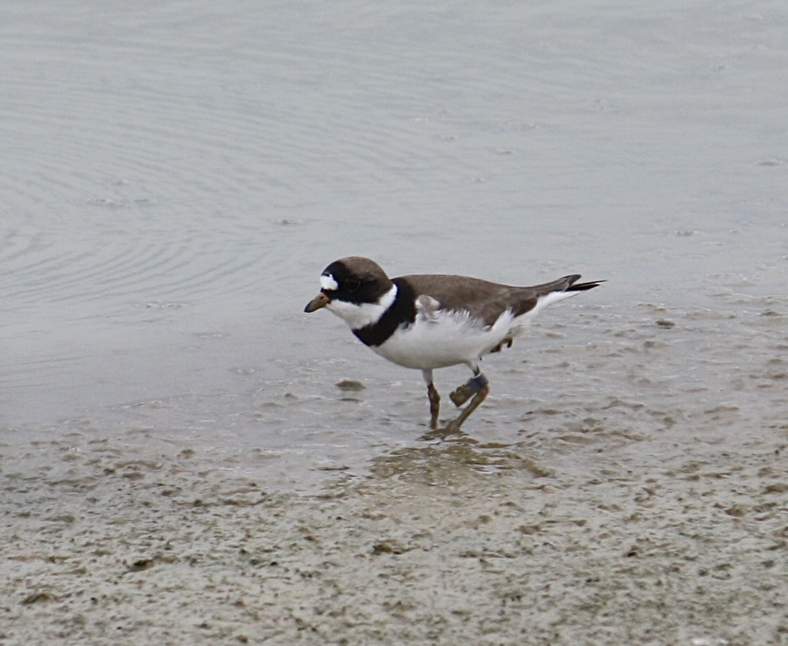 Semipalmated Plover - ML571177751
