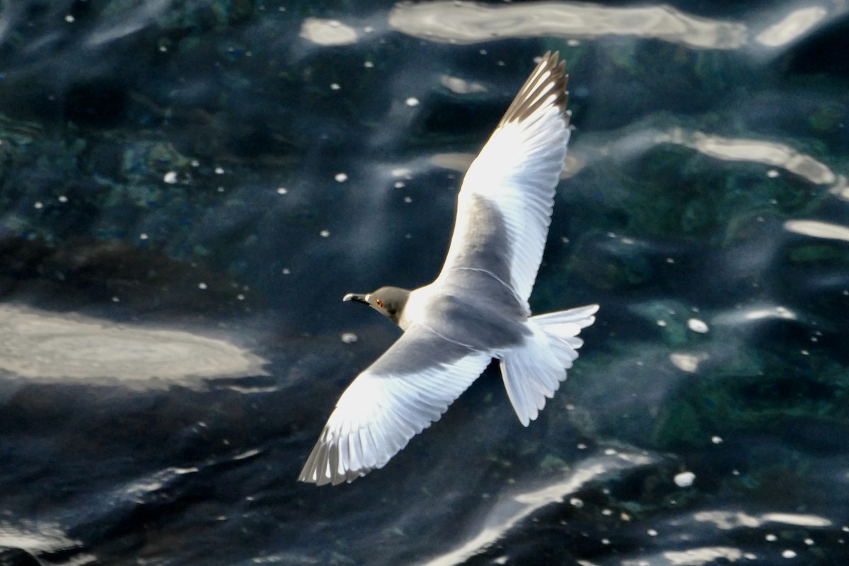 Swallow-tailed Gull - ML57117961