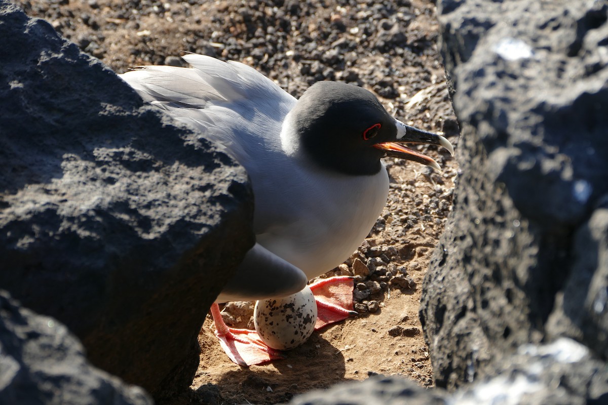 Swallow-tailed Gull - Peter Kaestner