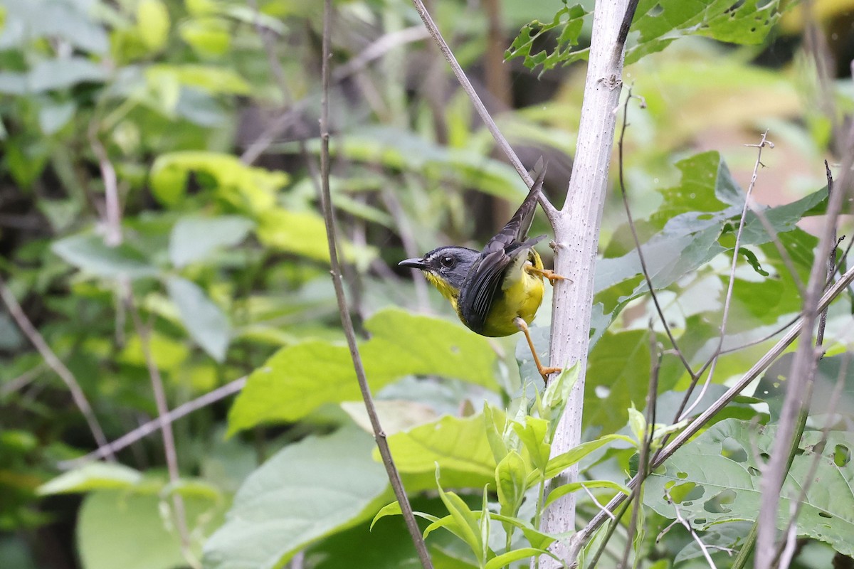 Gray-and-gold Warbler - ML571179831