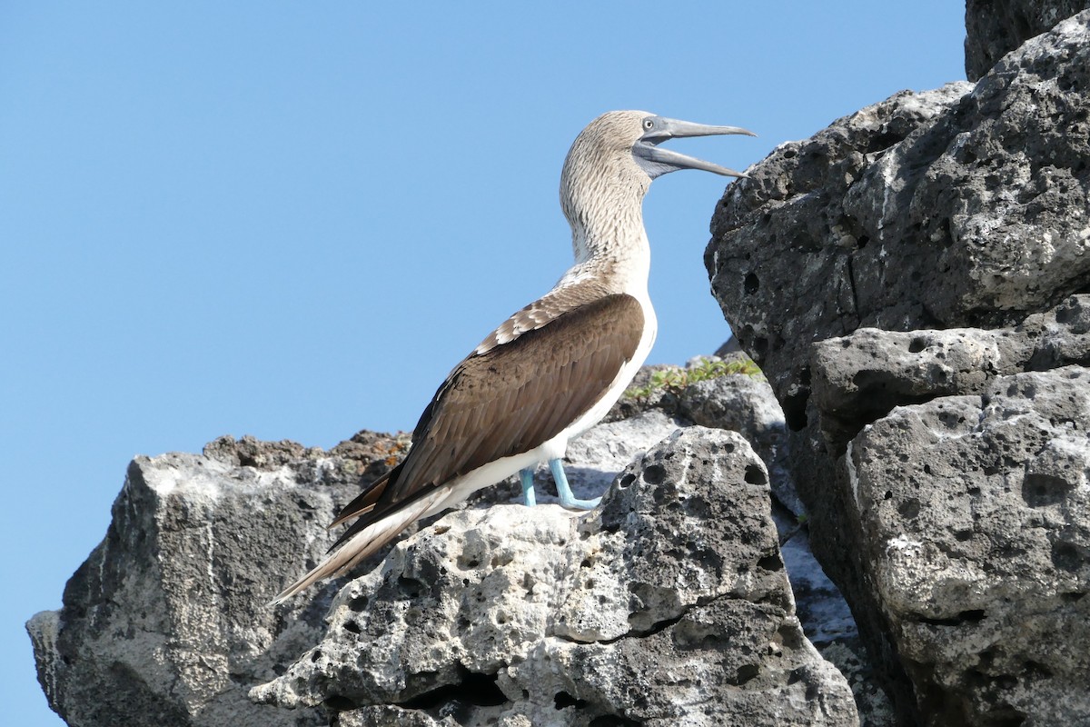 Blue-footed Booby - ML57118031
