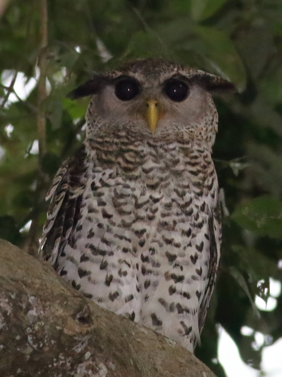 Spot-bellied Eagle-Owl - ML571182481