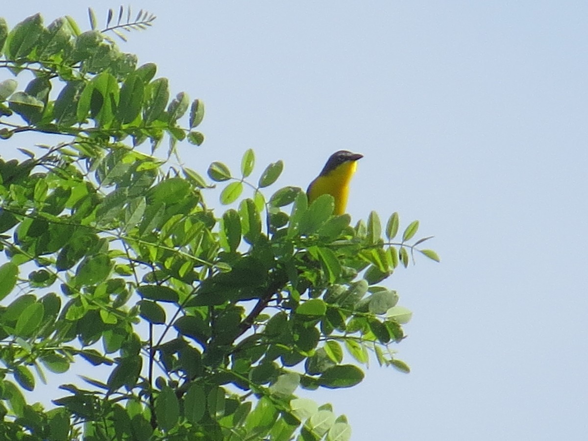 Yellow-breasted Chat - ML571184241