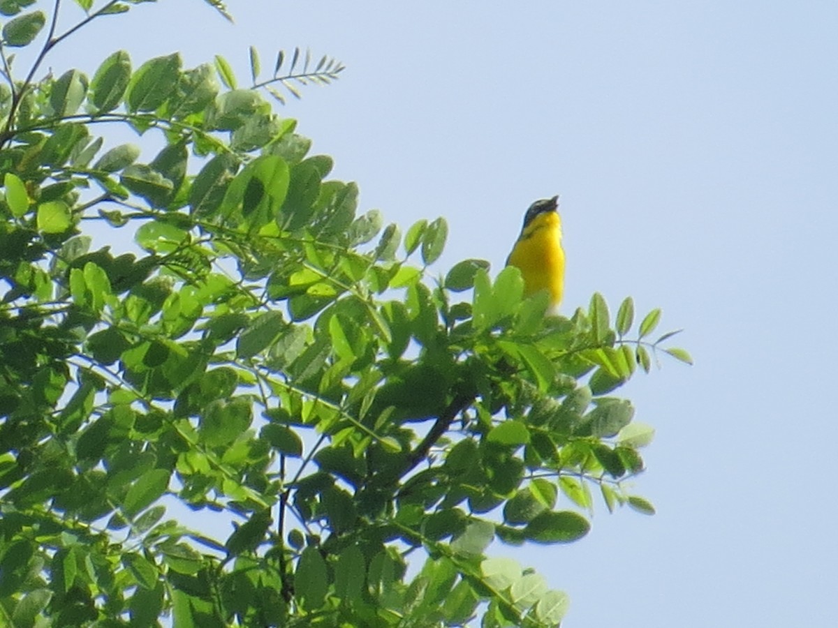 Yellow-breasted Chat - ML571184251