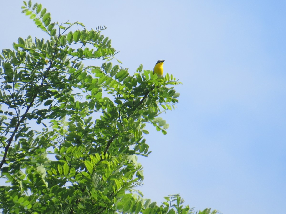Yellow-breasted Chat - ML571184261