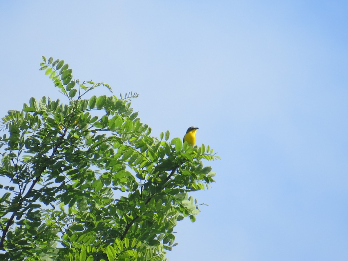 Yellow-breasted Chat - ML571184271