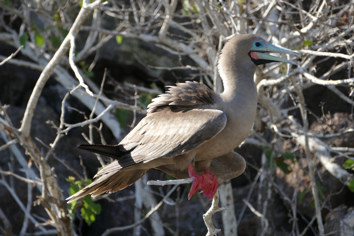 Red-footed Booby - ML57118531