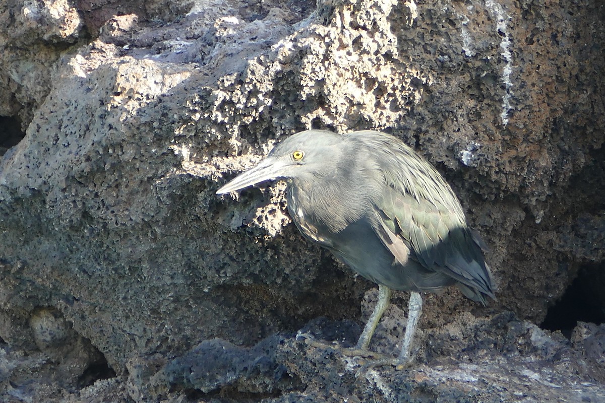 Striated Heron (Galapagos) - ML57118621
