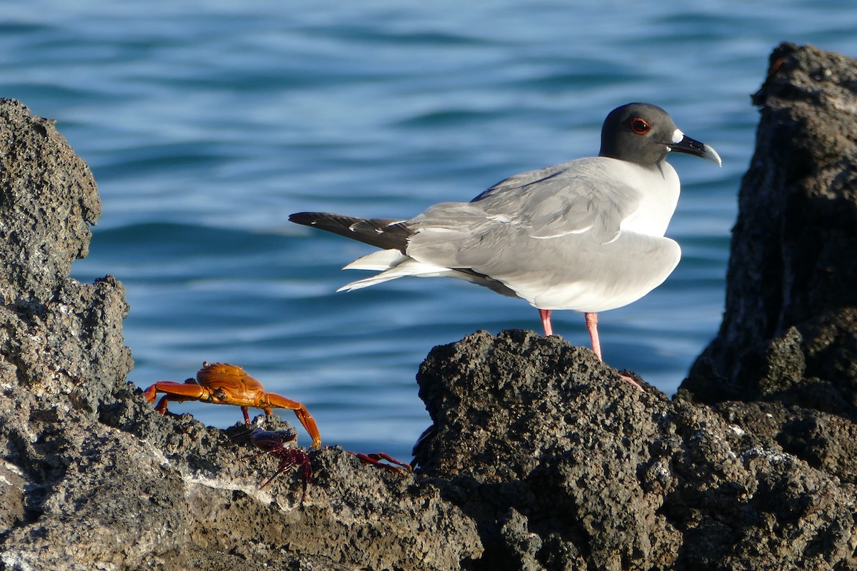 Swallow-tailed Gull - ML57119171