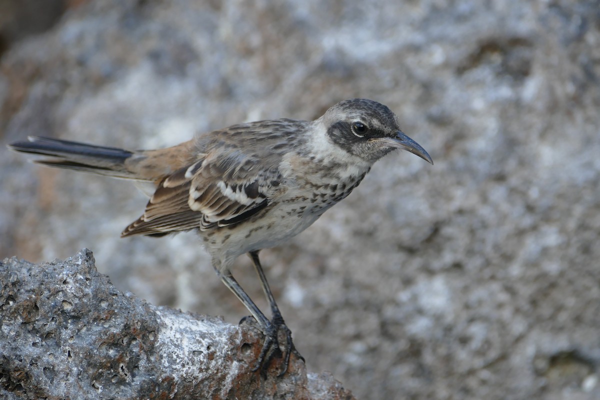 Galapagos Mockingbird - ML57119331