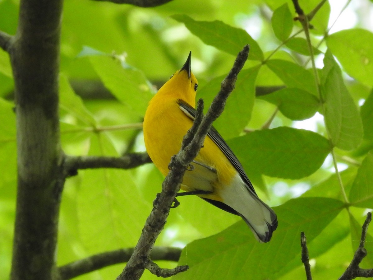 Prothonotary Warbler - ML571195441