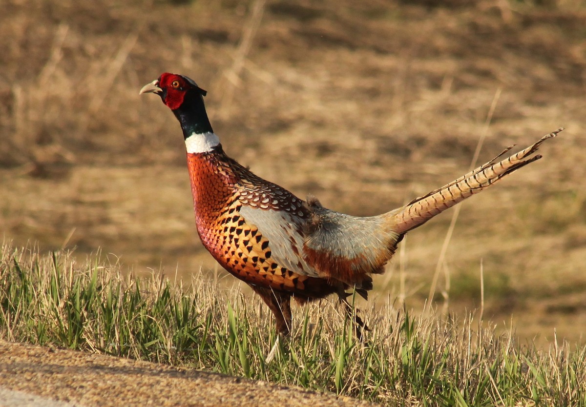 Ring-necked Pheasant - Irene Crosland