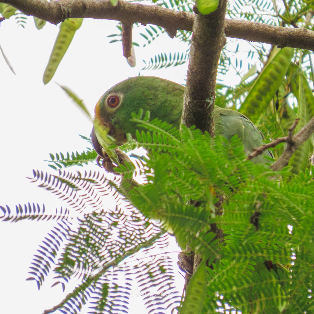 Yellow-crowned Parrot - ML571203451