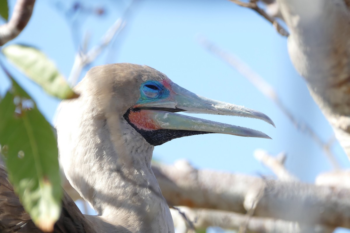 Red-footed Booby - ML57120431