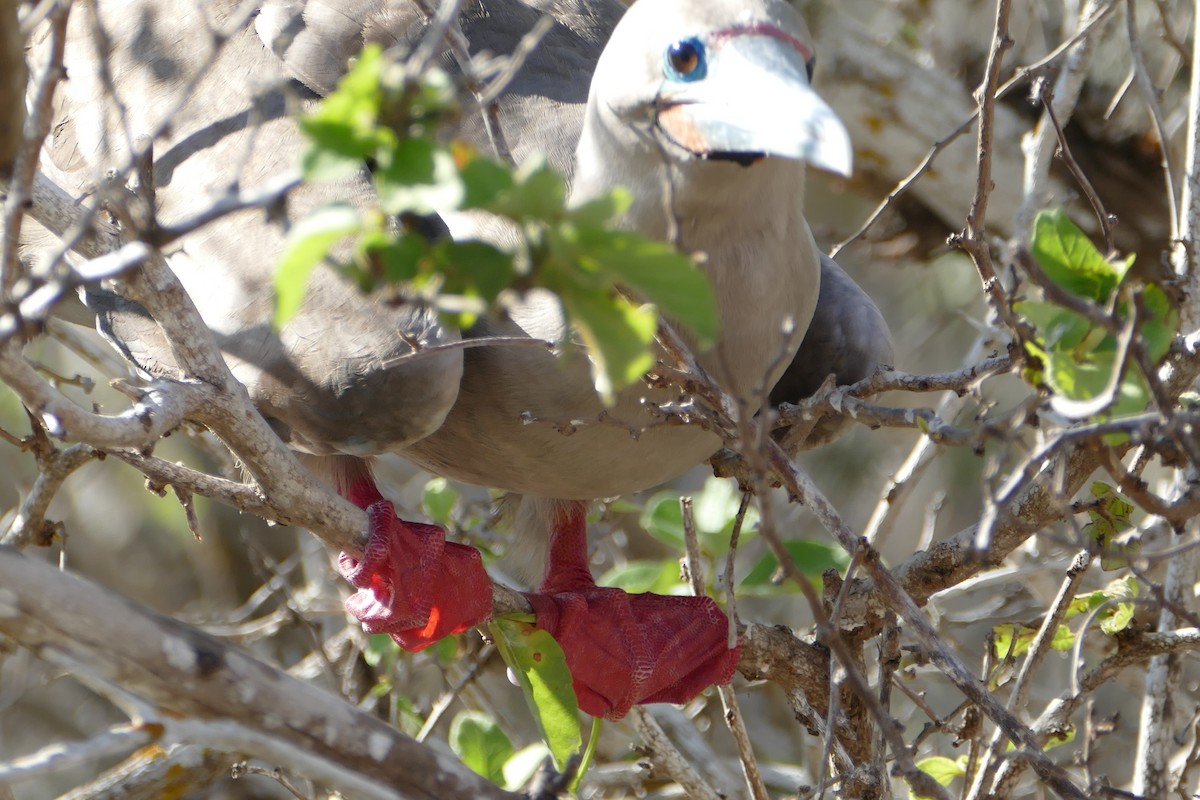 Red-footed Booby - ML57120451