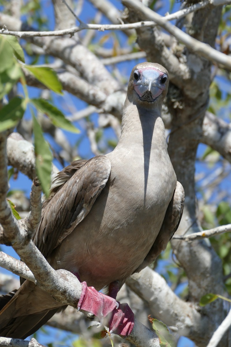 Red-footed Booby - ML57120461