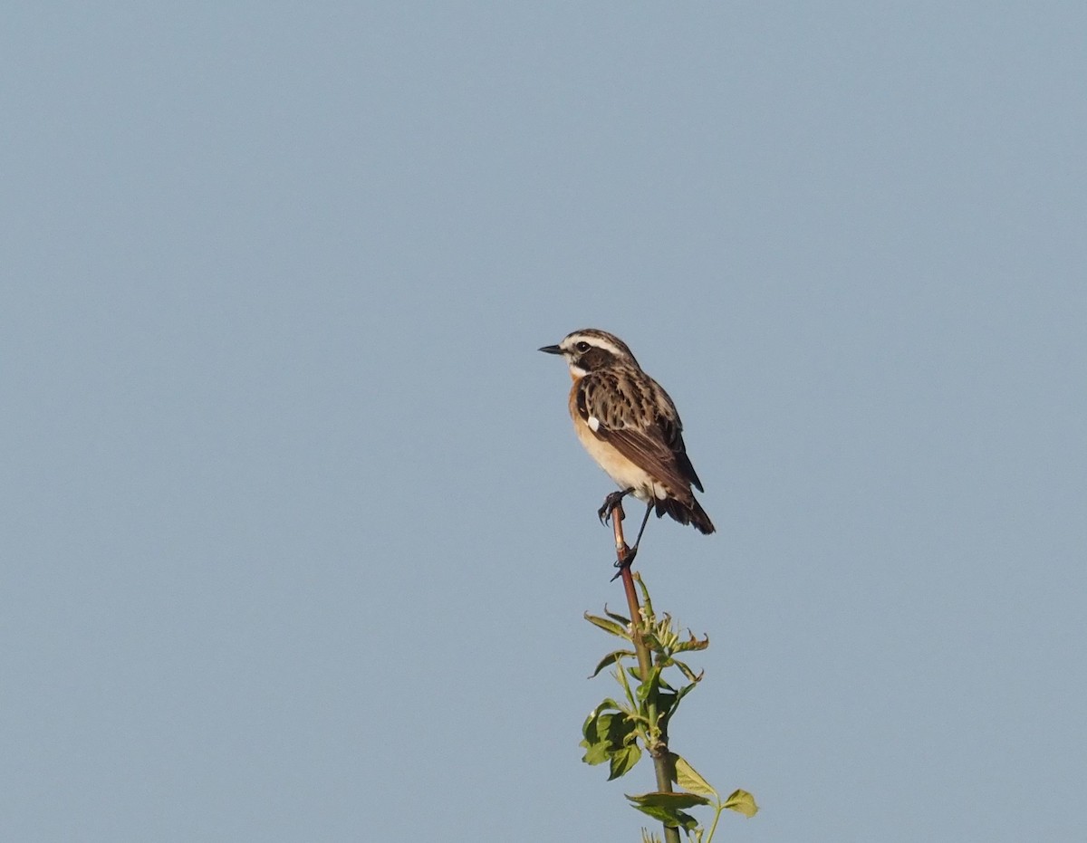 Whinchat - ML571207431