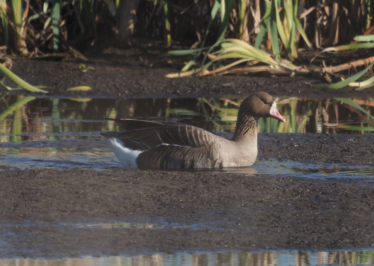 Greater White-fronted Goose - ML571208051