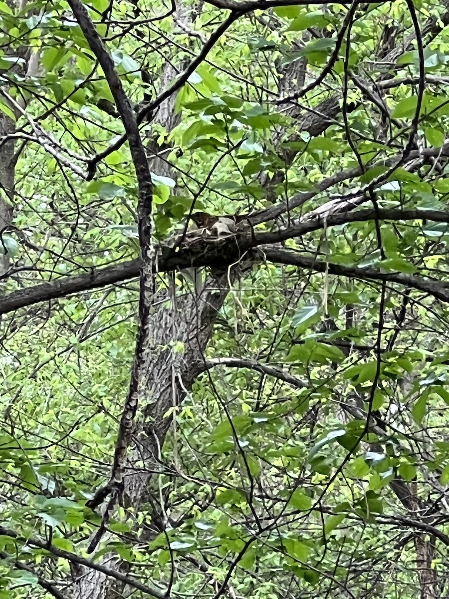 eBird Checklist 13 May 2023 Densmore Park, Lincoln USNE 40.74449