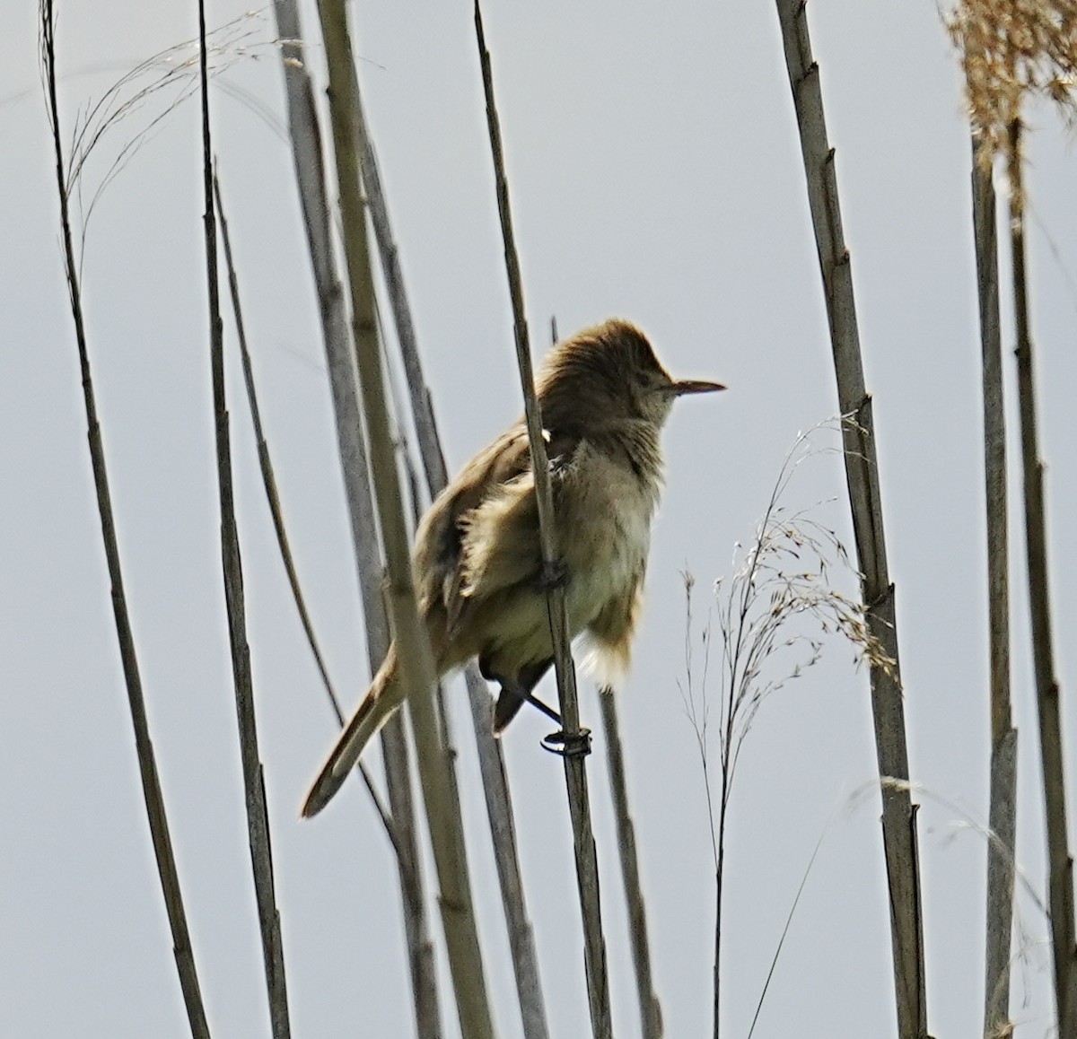 Common Reed Warbler - ML571213491