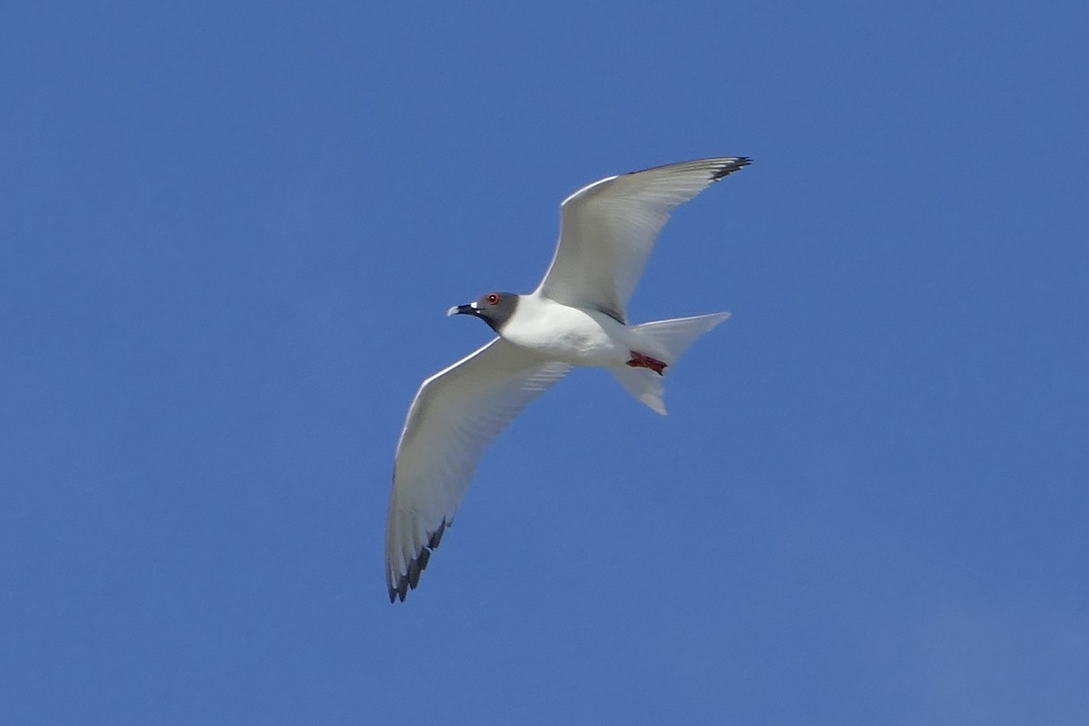 Swallow-tailed Gull - ML57121371
