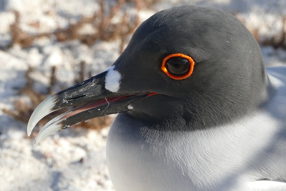 Swallow-tailed Gull - ML57121391