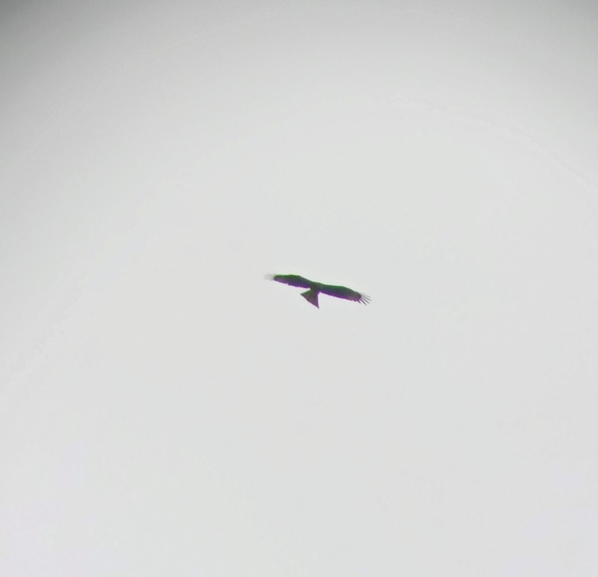 Black Kite - ML571214191