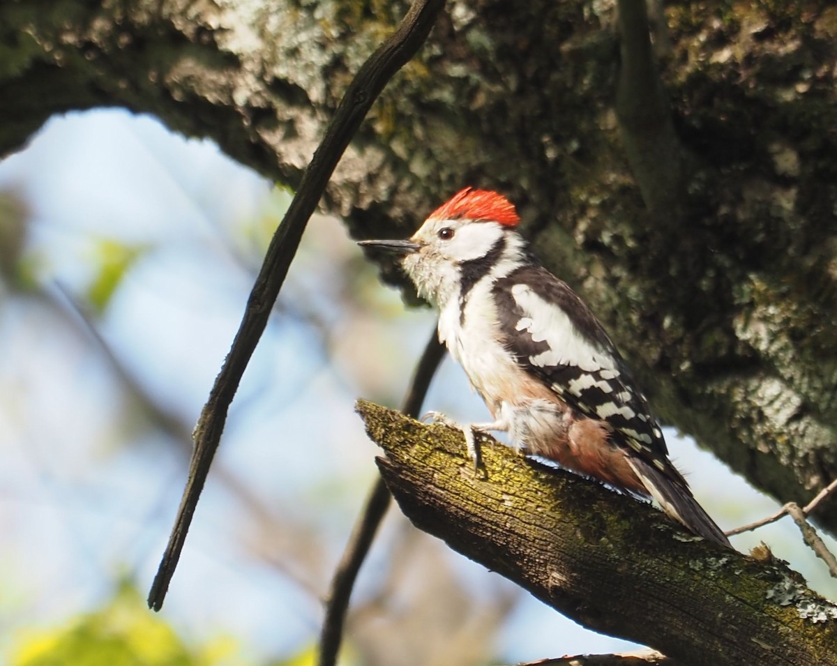Middle Spotted Woodpecker - ML571217011