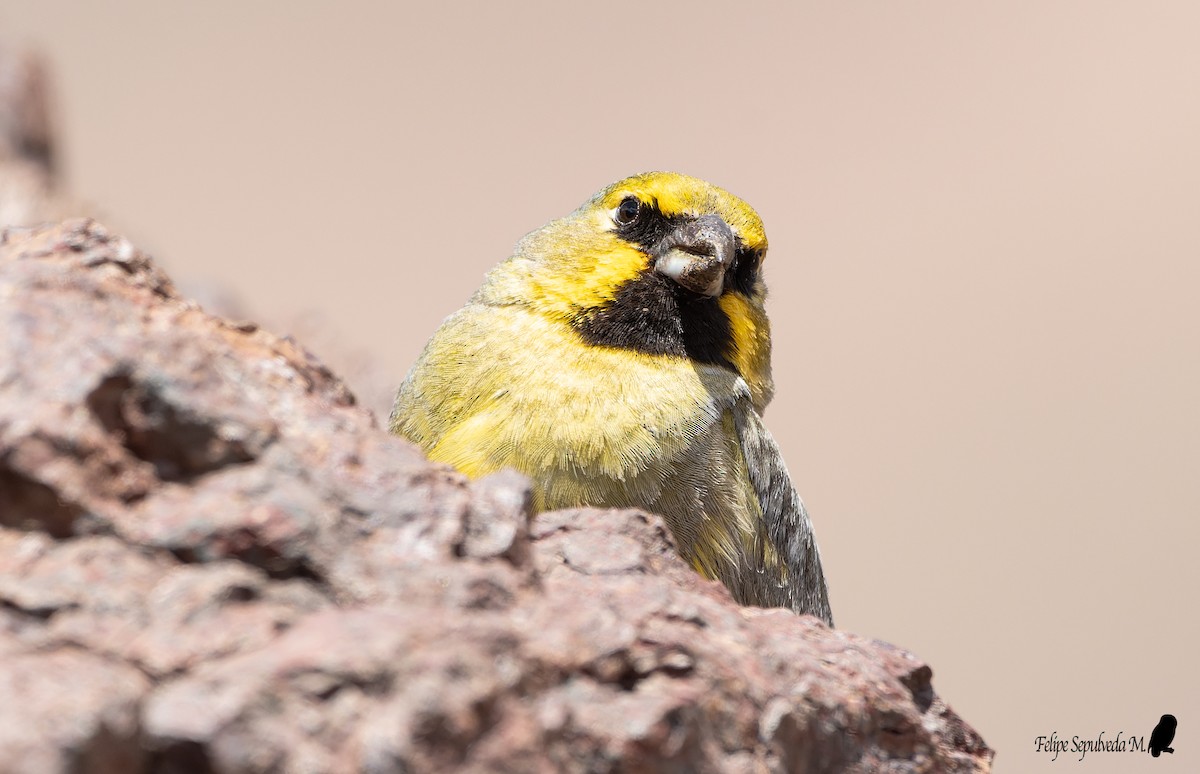 Yellow-bridled Finch (White-tailed) - ML571217121