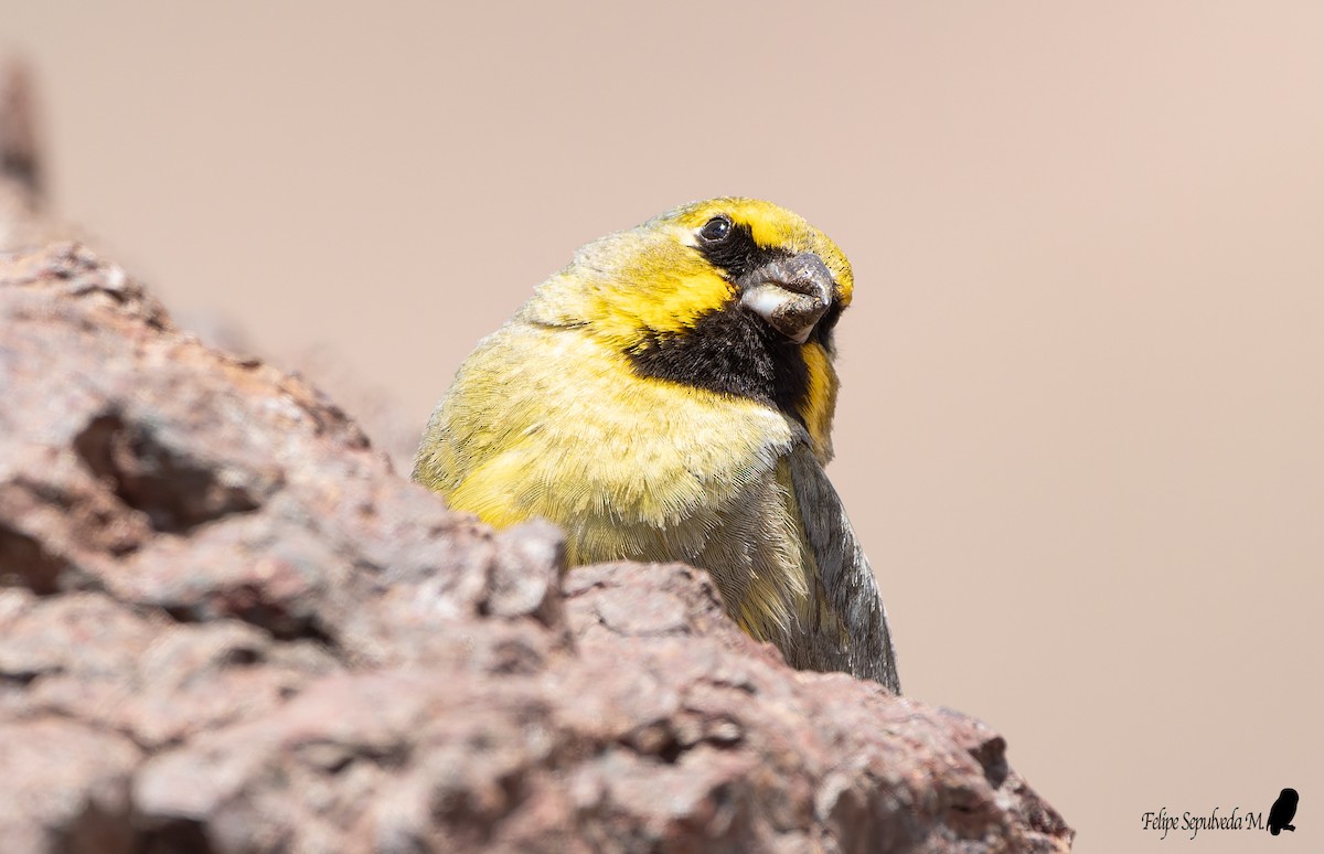 Yellow-bridled Finch (White-tailed) - ML571217131