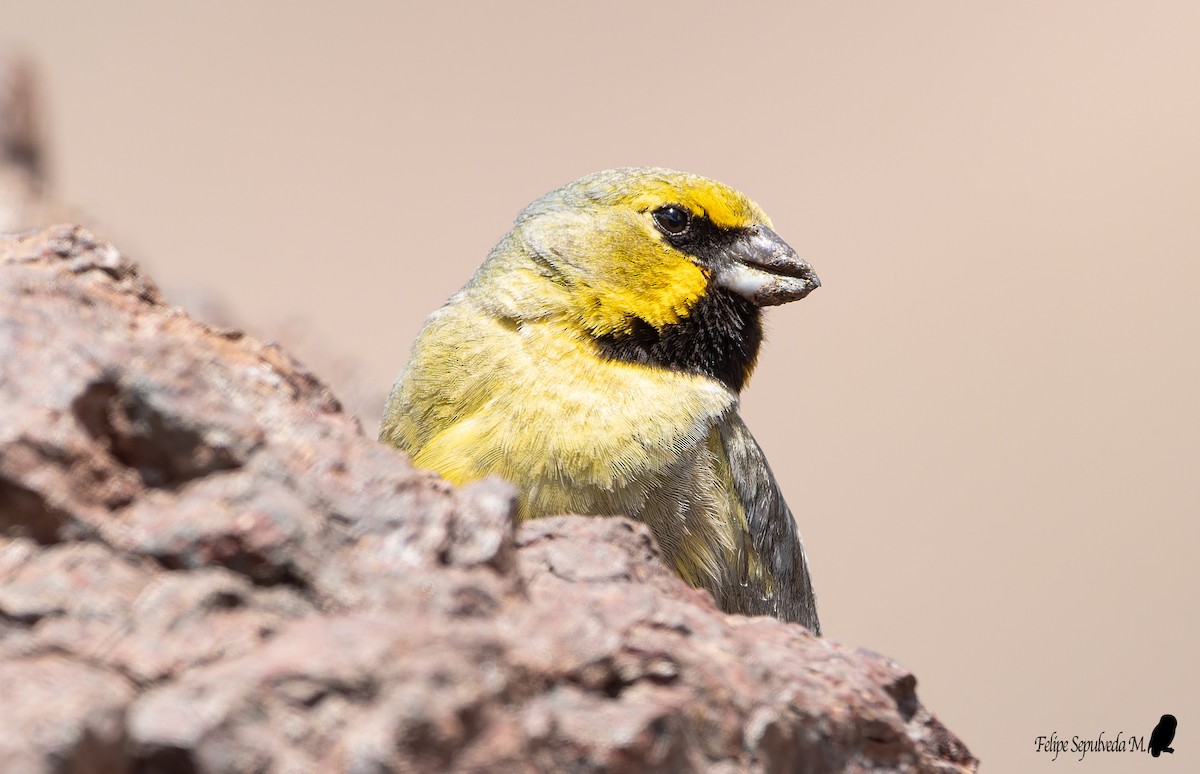 Yellow-bridled Finch (White-tailed) - ML571217141