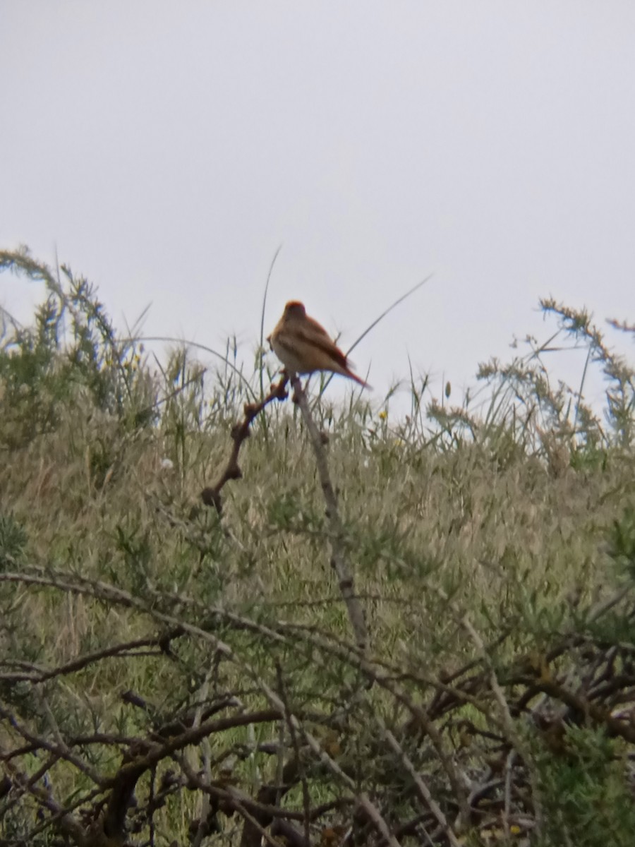 Common Redstart - Elman İmanov