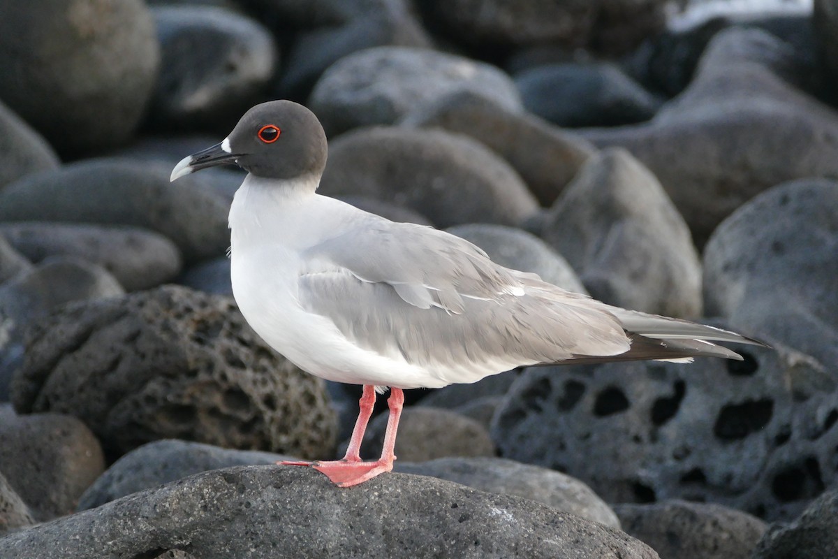 Swallow-tailed Gull - ML57121951
