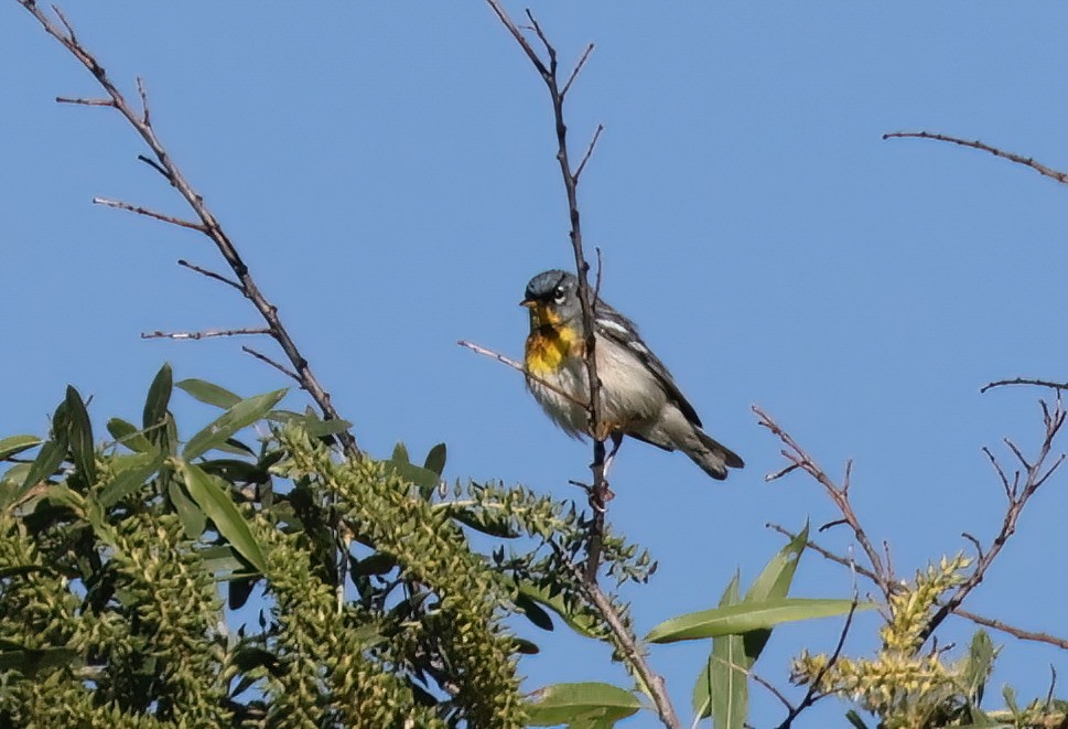 Northern Parula - ML571225781