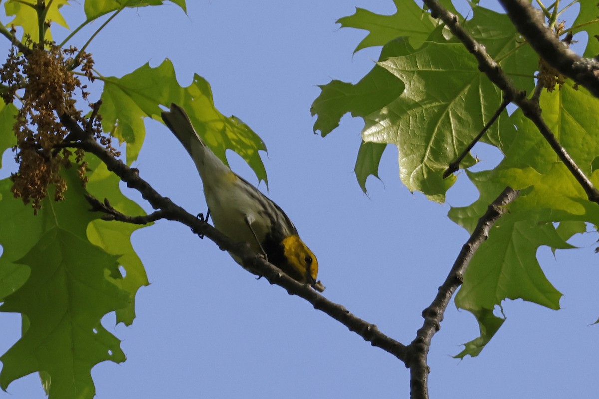 Black-throated Green Warbler - ML571231641