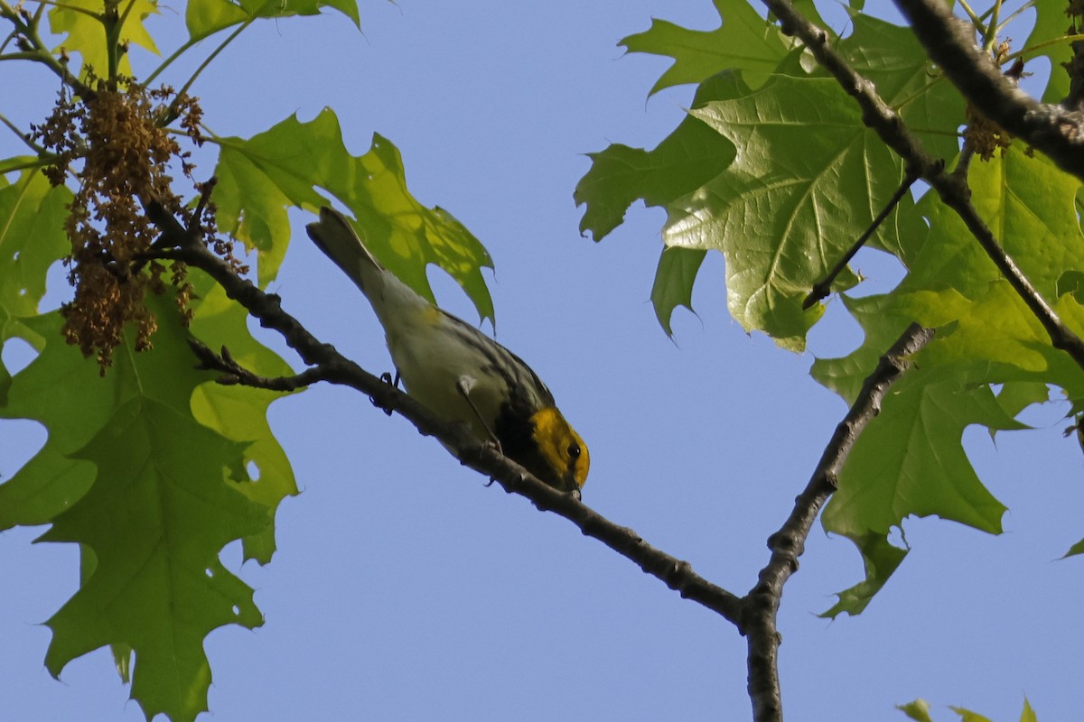 Black-throated Green Warbler - ML571231651