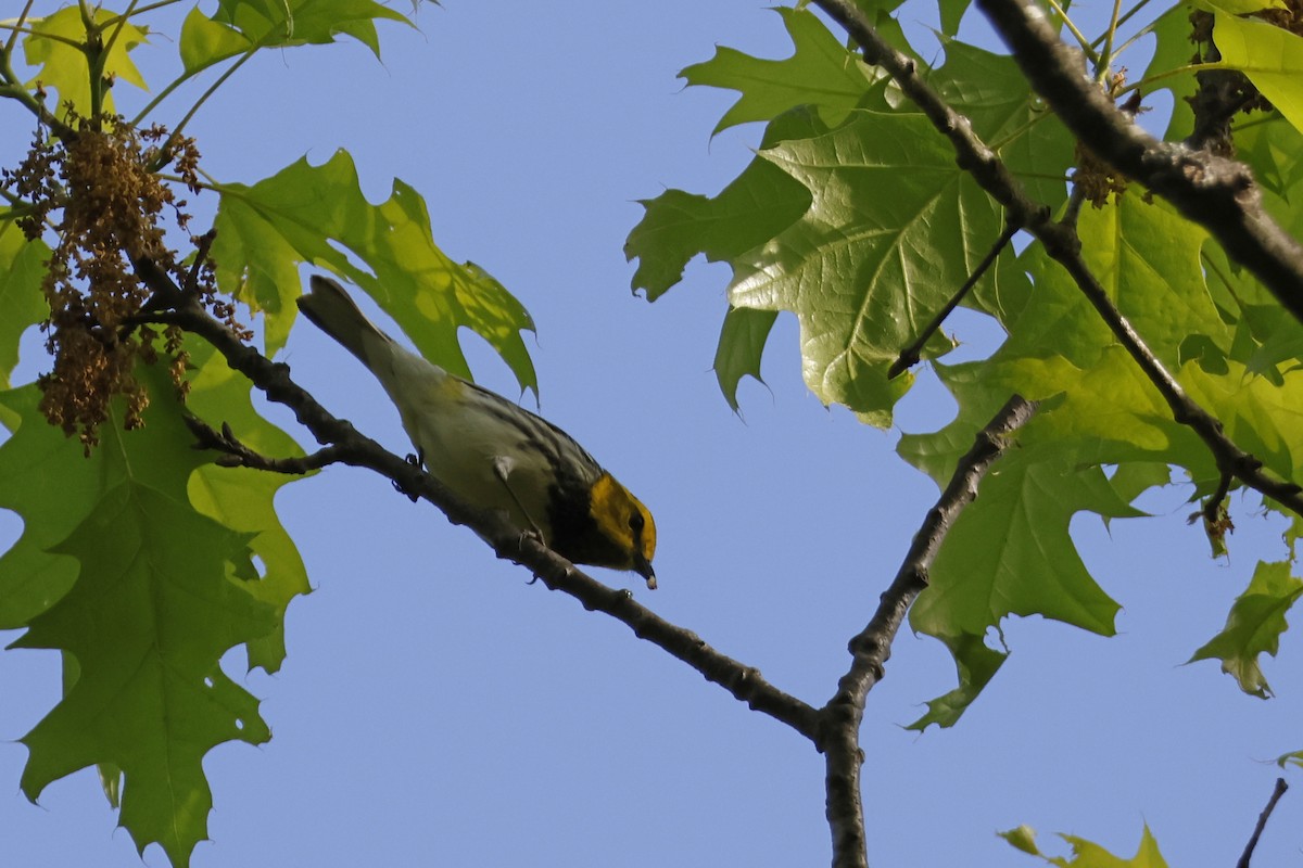 Black-throated Green Warbler - ML571231661