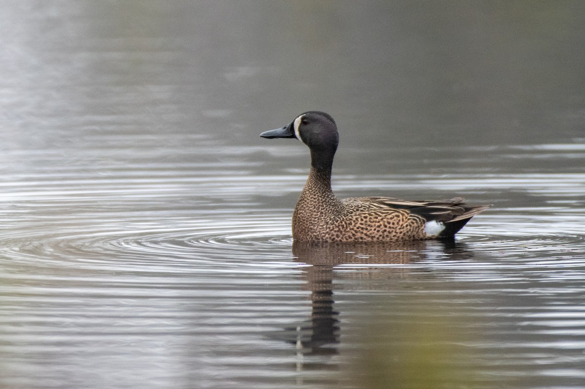 Blue-winged Teal - ML571232501