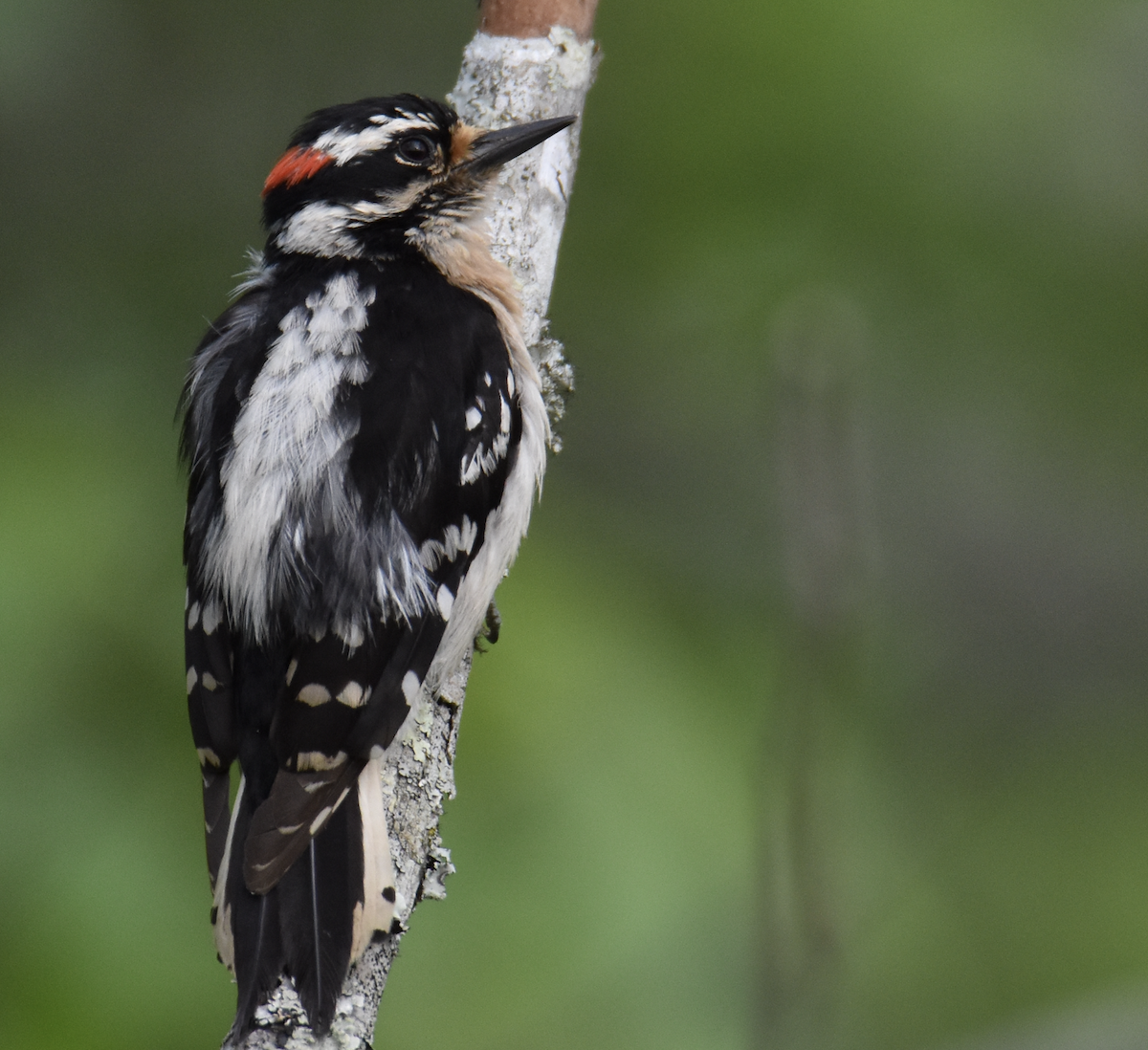 Downy Woodpecker - ML571233131
