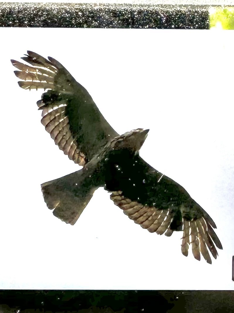 Broad-winged Hawk - ML571234181