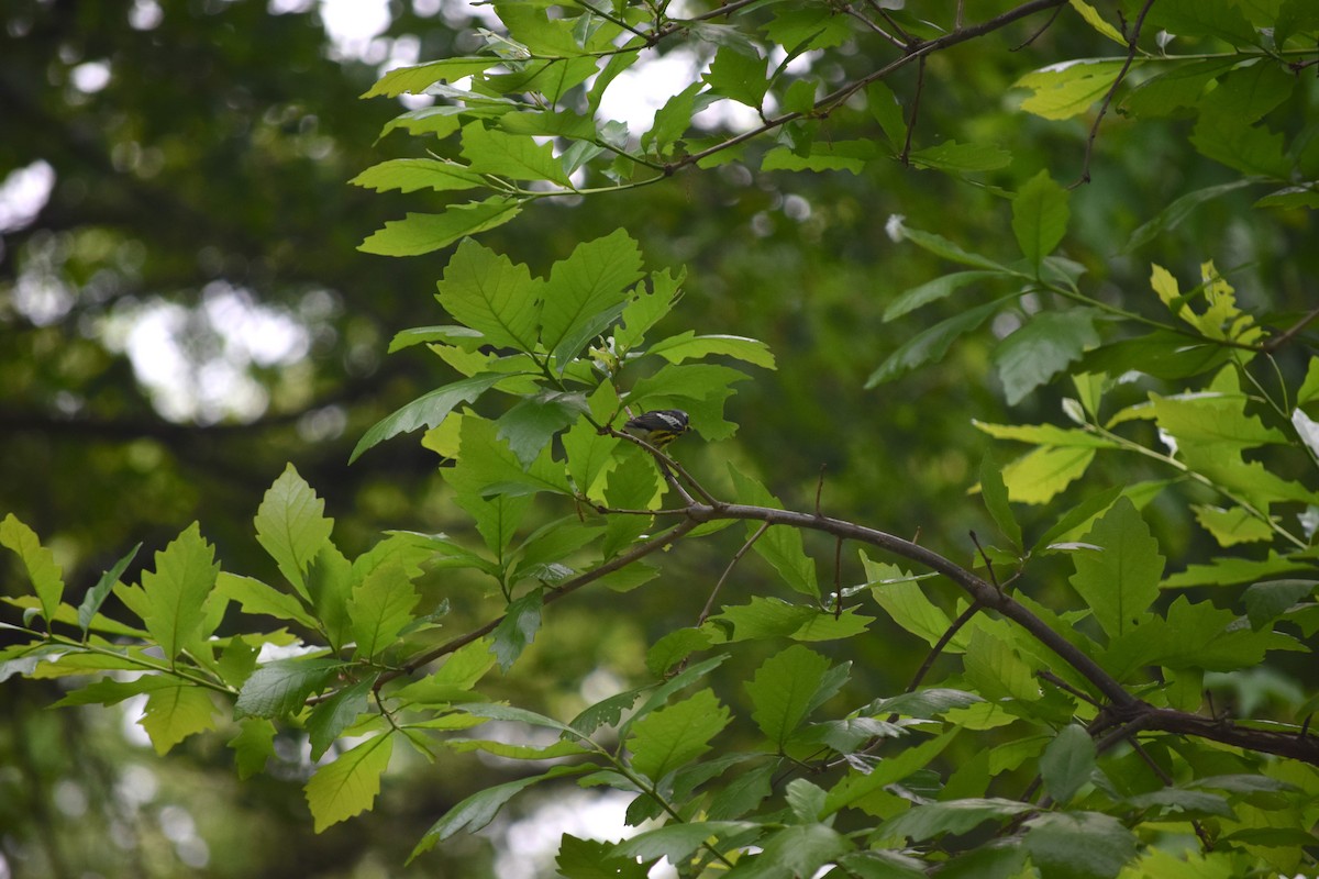 Magnolia Warbler - ML571238881