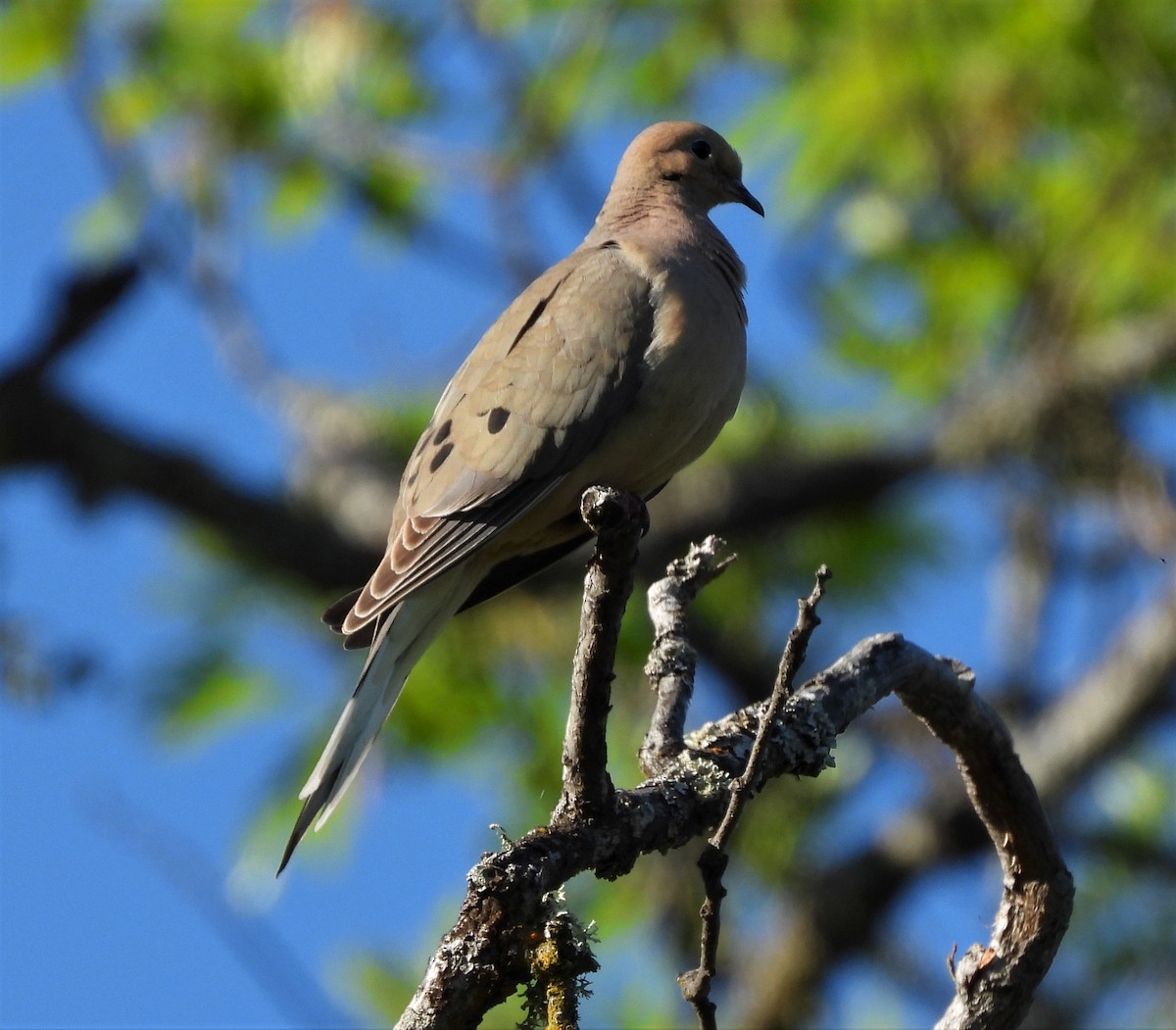 eBird Checklist - 13 May 2023 - Tou Velle SP - 60 species