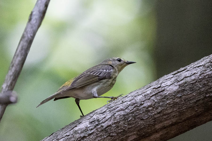 Cape May Warbler - ML571241251