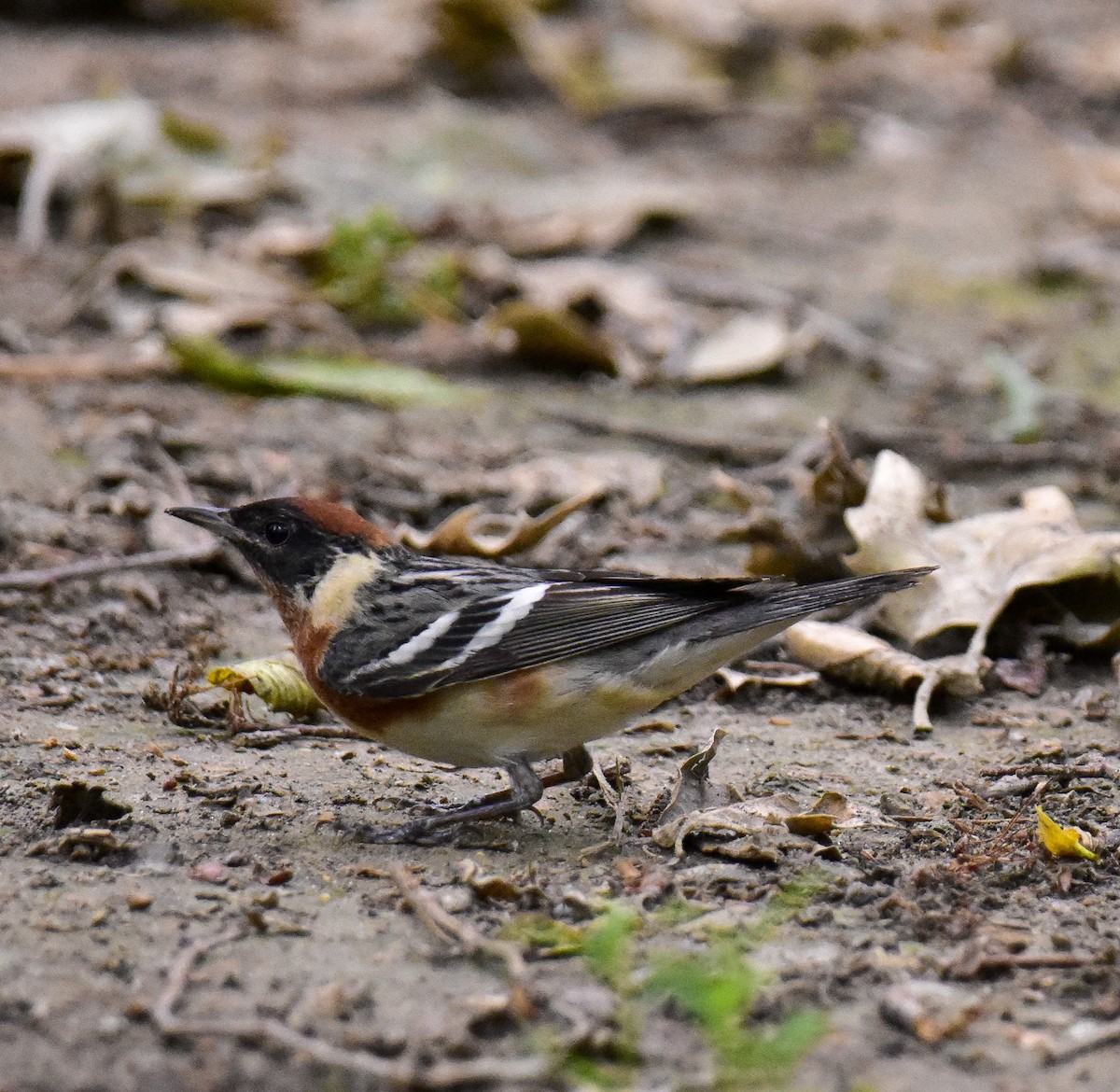 Bay-breasted Warbler - ML571242541